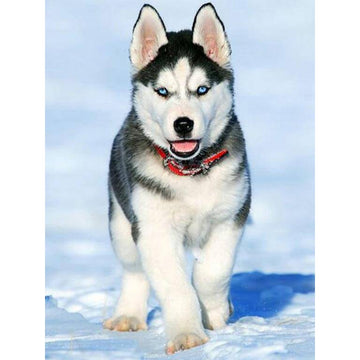 Diamond Paintings - Husky Dog
