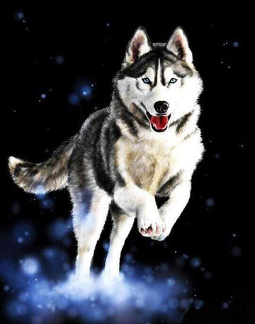Paint by Numbers Kit - Husky