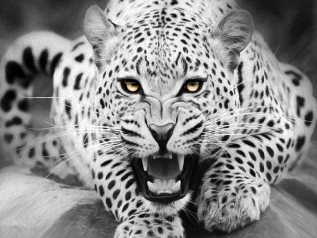 Paint by Numbers Kit - Leopard Black And White