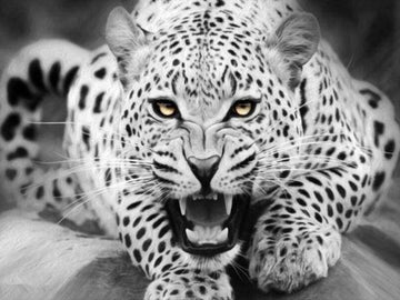 Paint by Numbers Kit - Leopard Black And White