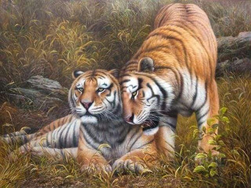 Paint by Numbers Kit - Loving Tigers