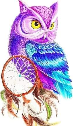Paint by Numbers Kit - Owl in Color