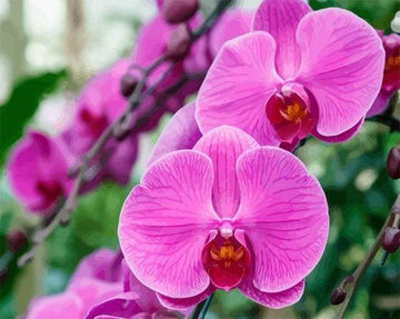 Paint by Numbers Kit - Phalaenopsis