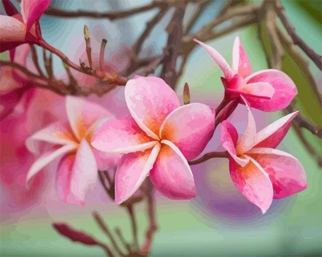 Paint by Numbers Kit - Plumeria Flower