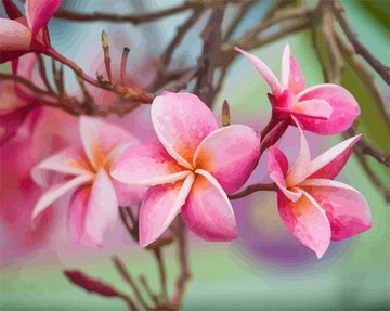 Paint by Numbers Kit - Plumeria Flower
