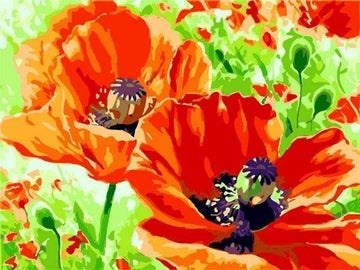 Paint by Numbers Kit - Poppies