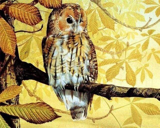 Paint by Numbers Kit - Pretty owl