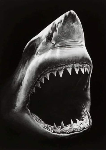Paint by Numbers Kit - Shark Black And White