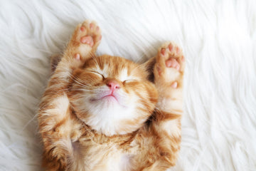 Diamond Paintings - Sleeping Cat