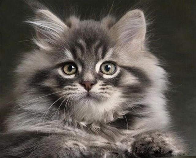 Paint by Numbers Kit - Small Cat