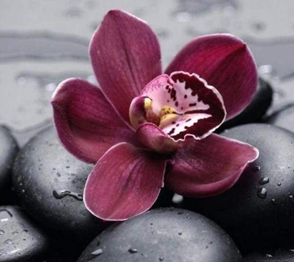 Paint by Numbers Kit - Stone Flower