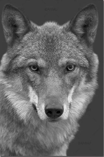 Paint by Numbers Kit - The Wolf Black and White
