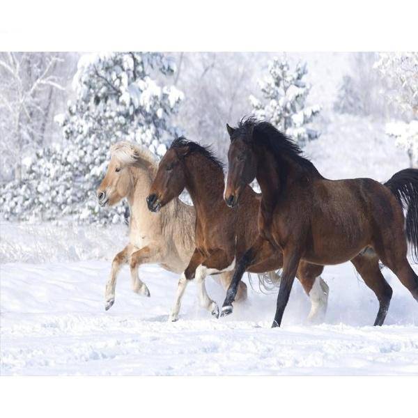 Paint by Numbers Kit - Three Horses In The Snow
