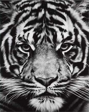 Paint by Numbers Kit - Tiger Head Black And White