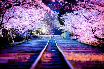 Paint by Numbers Kit - Train Line and Japanese Cherry Blossom Flowers