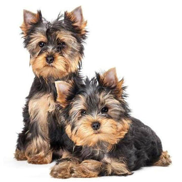 Diamond Paintings - Two Dogs