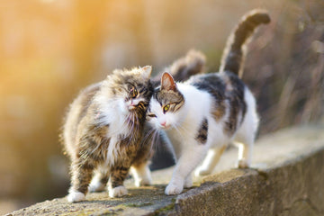 Diamond Paintings - Two Friendly Cats