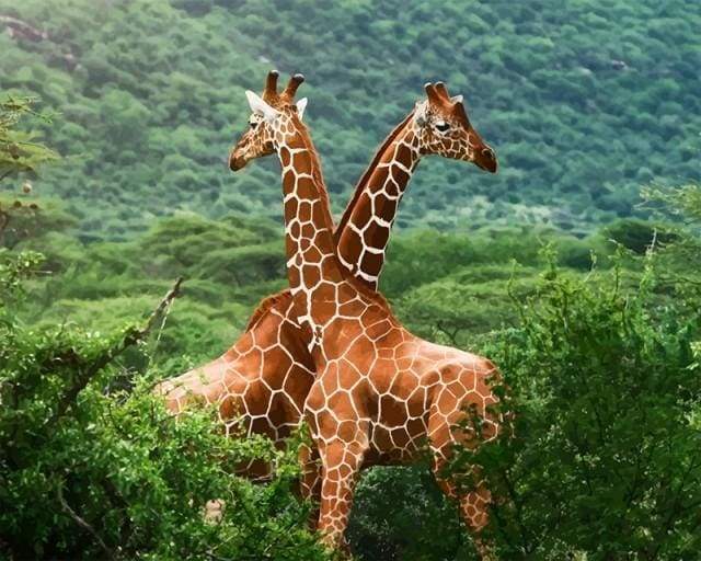 Paint by Numbers Kit - Two Giraffes