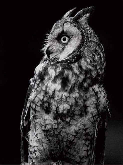 Paint by Numbers Kit - White Owl and Black