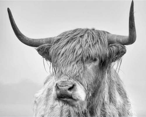 Paint by Numbers Kit - White Yak