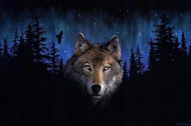 Paint by Numbers Kit - Wolf at Night