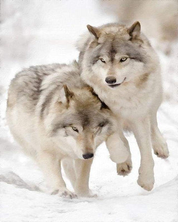 Paint by Numbers Kit - Wolves playing in the Snow