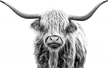 Paint by Numbers Kit - Yak