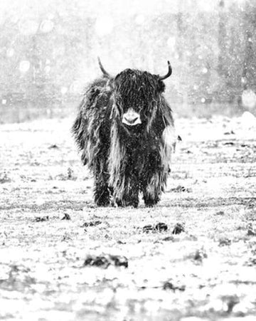 Paint by Numbers Kit - Yak and Winter Snow